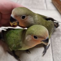 Inséparable élevé à la main #0