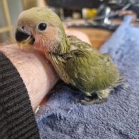 Inséparable élevé à la main #3