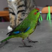 Kakariki élevé à la main #1