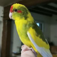 Kakariki élevé à la main #3