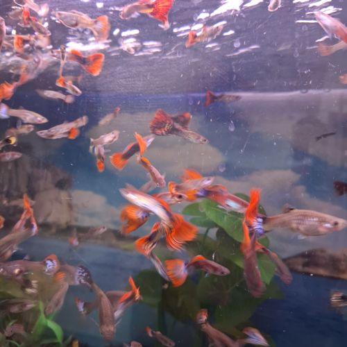 Vente de guppy #3