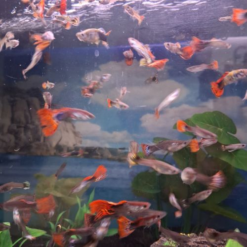 Vente de guppy #4