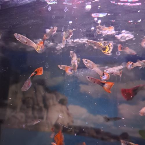 Vente de guppy #0