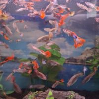 Vente de guppy #1
