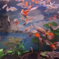 Vente de guppy #2