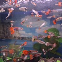 Vente de guppy #4