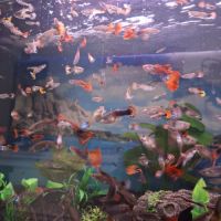 Vente de guppy #5