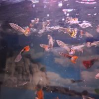 Vente de guppy