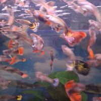 Vente de guppy #7