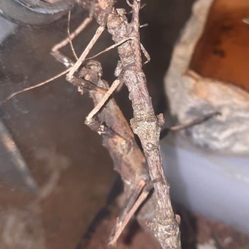 Donne phasme épineux femelle #1