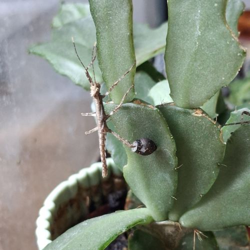 Donne phasme épineux femelle #3