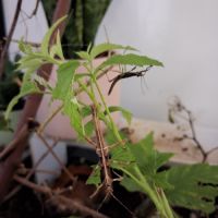 Donne phasme épineux femelle