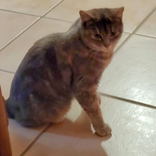 Penelope à l'adoption, #2