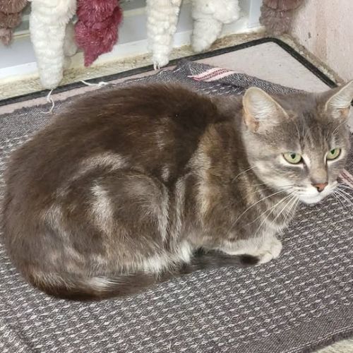 Penelope à l'adoption, #3