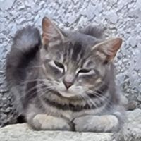 Penelope à l'adoption, #0