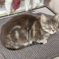 Penelope à l'adoption, #3