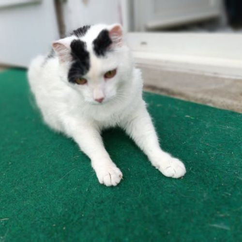 Mitsou à l’adoption,