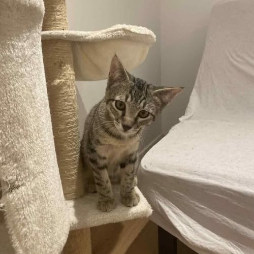 Kai à l'adoption #0