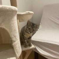 Kai à l'adoption #2