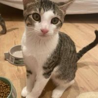 Tao à l'adoption #2