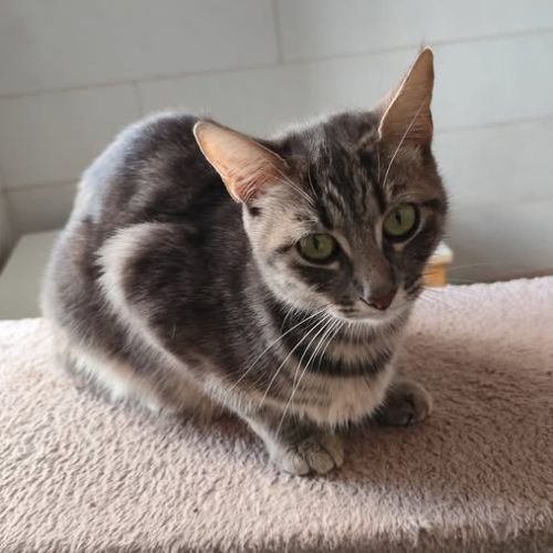 Palome à l’adoption,