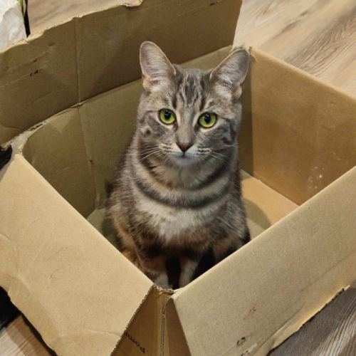 Palome à l’adoption, #2