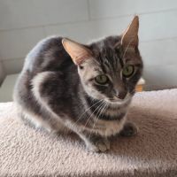 Palome à l’adoption, #0