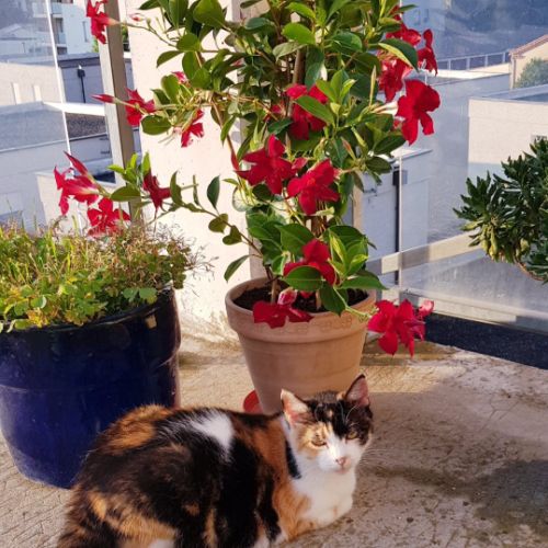 Meringue à l'adoption #2