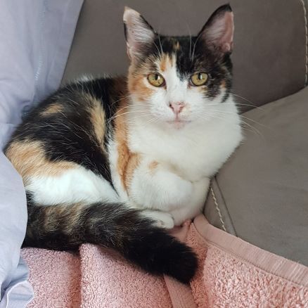 Meringue à l'adoption