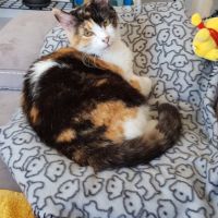 Meringue à l'adoption #1