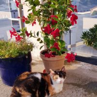 Meringue à l'adoption #2