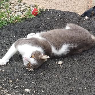 Frimousse à l’adoption #2