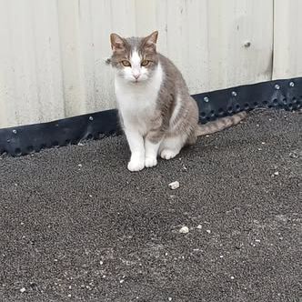 Frimousse à l’adoption #4