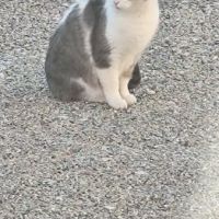 Frimousse à l’adoption