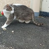 Frimousse à l’adoption #3