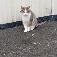 Frimousse à l’adoption #4