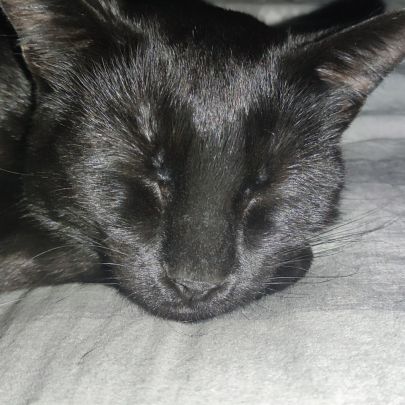 Moumoune à l'adoption, #2