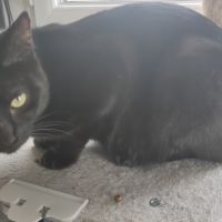 Moumoune à l'adoption, #1