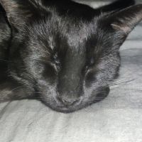 Moumoune à l'adoption, #2