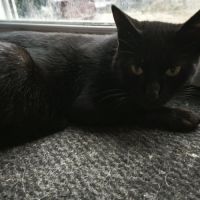 Moumoune à l'adoption, #0