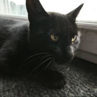 Moumoune à l'adoption, #4