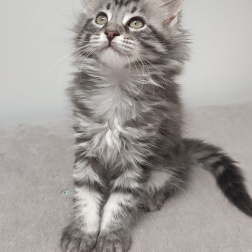 Chaton maine cooon #1