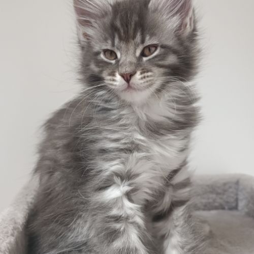 Chaton maine cooon #2