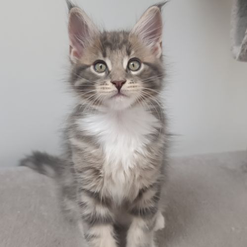 Chaton maine cooon #0