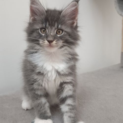 Chaton maine cooon #5