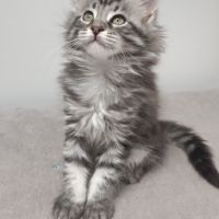 Chaton maine cooon #1