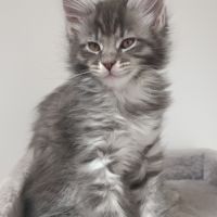 Chaton maine cooon #2