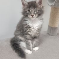 Chaton maine cooon #3