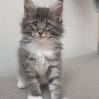 Chaton maine cooon #5