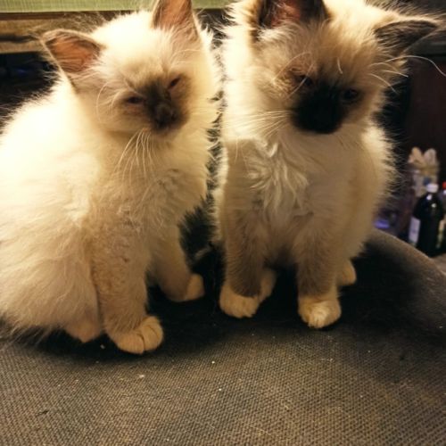 5 chatons pure race sacré de birmanie avec loof #1